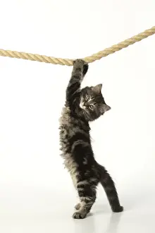 CAT. Kitten, brown tabby (8 weeks old ) playing / hanging on to a rope, studio