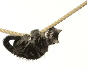 CAT. Kitten, brown tabby (8 weeks old ) playing / hanging on to a rope, studio