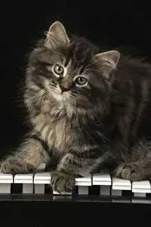 CAT. Kitten, brown tabby (8 weeks old ) sitting on a piano keys