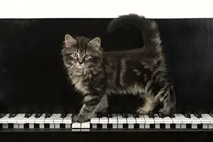 Tabbies Prints: CAT. Kitten, brown tabby (8 weeks old )standing on a piAno keys
