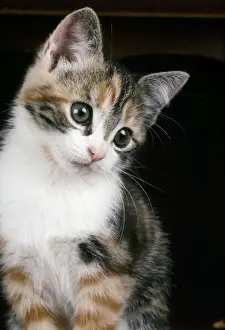 Cat - Kitten on bureau
