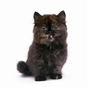 Disease Prints: Cat - kitten with Cat Flu