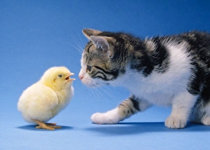 CAT - Chick and kitten