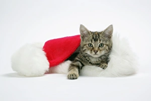 Images Dated 3rd January 2007: Cat - Kitten in a Christmas hat