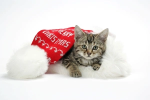 Images Dated 3rd January 2007: Cat - Kitten in a Christmas hat