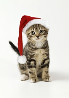 Kitten in a Christmas hat