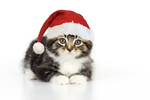 Christmas Prints: Cat - Kitten with Christmas hat Digital Manipulation: Hat JD