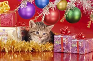 Cat - kitten under Christmas tree Digital Manipulation: straigtened, added & moved presents, added baubles, cleaned/improved kitten face