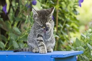Images Dated 16th July 2011: Cat - kitten cleaning itself - Lower Saxony - Germany