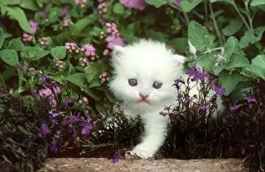 Cat - Kitten climbing amongst garden flowers