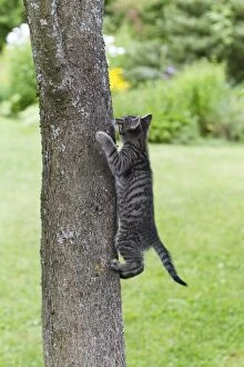 Images Dated 16th July 2011: Cat - kitten climbing tree trunk - Lower Saxony - Germany