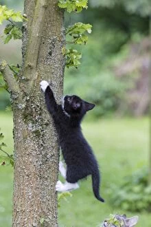Images Dated 1st July 2011: Cat - kitten climbing tree trunk - Lower Saxony - Germany