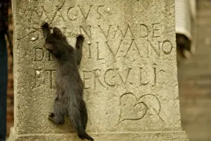 Grave Prints: Cat Kitten climbs up gravestone Rome, Italy
