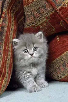 Cat - kitten with cushions