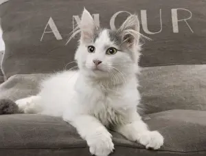 Cat - kitten on cushions