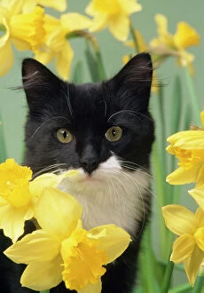 Cats Collection: Cat - kitten in daffodils