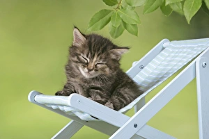 Cat - Kitten sitting on deck chair