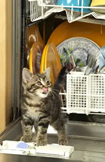 In Kitchen Prints: Cat Kitten in dishwasher