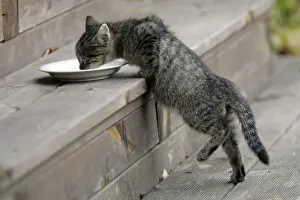 Milk Prints: Cat - Kitten drinking milk from saucer on door-step. Lower Saxony, Germany