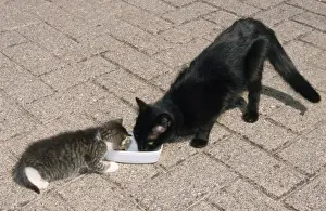 With Bowls Prints: Cat - & kitten drinking water