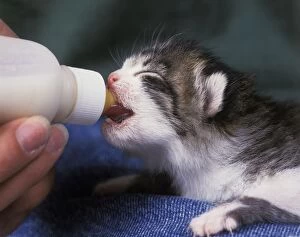Cat - kitten feeding from bottle