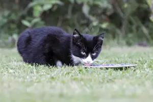 Cat - kitten feeding from plate in garden, Lower Saxony, Germany