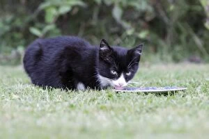 Images Dated 29th September 2009: Cat - kitten feeding from plate in garden, Lower Saxony, Germany