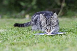 Images Dated 29th September 2009: Cat - kitten feeding from plate in garden, Lower Saxony, Germany