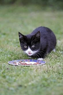 Images Dated 30th September 2009: Cat - kitten feeding from plate in garden, Lower Saxony, Germany