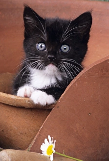 CAT- Black and white kitten with whiskers