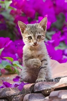 Cat - kitten & flowers