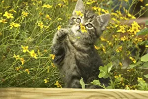 Curiosity Prints: Cat Kitten in garden