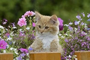 Cat - Kitten, ginger tabby sitting in flower basket