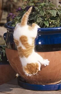 CAT -Kitten, ginger and white, climbing down flower pot