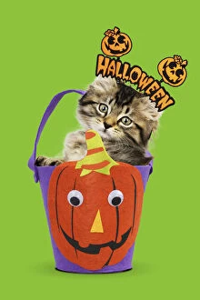Cat, kitten in halloween bucket
