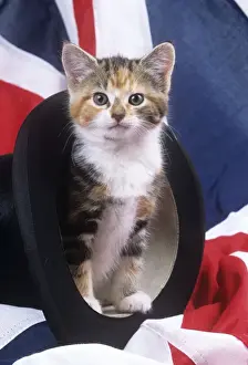 Flag Prints: Cat - kitten in top hat with union jack