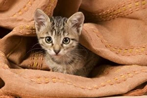 Images Dated 19th June 2009: Cat - kitten hiding in blanket