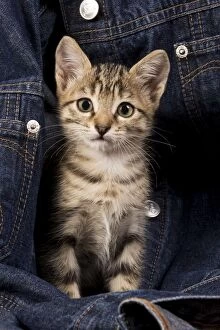 Images Dated 19th June 2009: Cat - kitten in jean jacket
