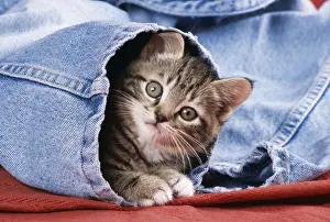 On Bed Prints: Cat - Kitten in jeans