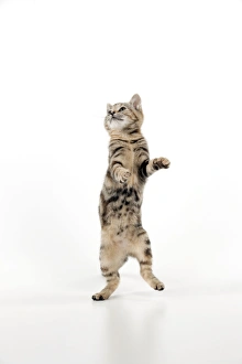 Images Dated 9th November 2011: CAT - Kitten jumping