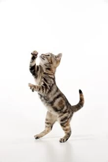 Images Dated 9th November 2011: CAT - Kitten jumping
