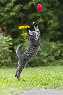 Cat - kitten jumping after ball of wool in garden - Lower Saxony - Germany
