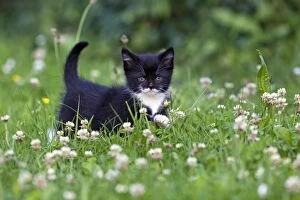 Images Dated 26th June 2011: Cat - kitten on lawn - Lower Saxony - Germany