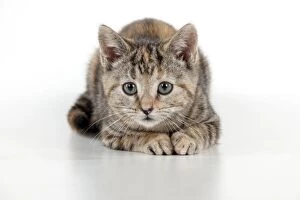 Kittens Collection: CAT - Kitten laying down