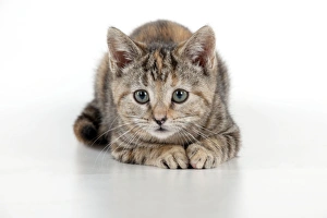 Images Dated 9th November 2011: CAT - Kitten laying down