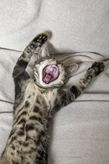 Open Prints: CAT. kitten laying on its back with paws up, mouth open, laugh, smile