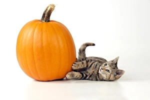 Halloween Collection: CAT - Kitten laying next to a pumpkin