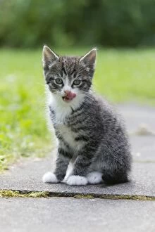 Images Dated 1st July 2011: Cat - kitten licking its lips clean after drinking milk - Lower Saxony - Germany