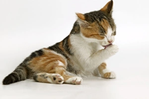 Images Dated 6th January 2005: Cat - Kitten licking paw