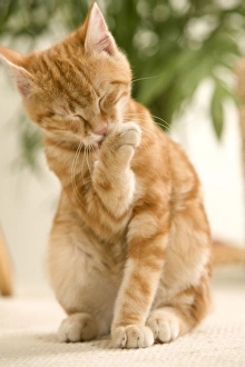 Ginger And White Collection: Cat - Kitten licking paw